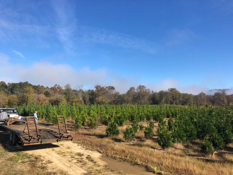 Portfolio Jones Gap Tree Farm and Landscaping